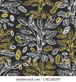 Hand drawn peanut branch and kernels seamless pattern. Organic food vector illustration on chalk board. Retro nut background. Engraved style botanical picture.