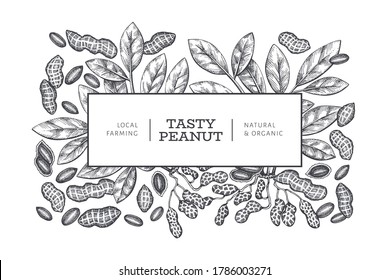 Hand drawn peanut branch and kernels design template. Organic food vector illustration on white background. Retro nut background. Engraved style botanical picture.