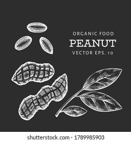 Hand drawn peanut branch and kernels. Organic food vector illustration on chalk board. Retro nut illustration. Engraved style botanical picture.