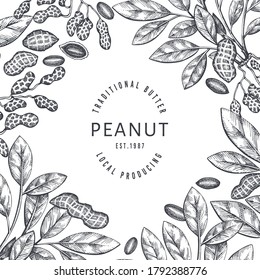 Hand drawn peanut branch and kernels design template. Organic food vector illustration on white background. Retro nut background. Engraved style botanical picture.