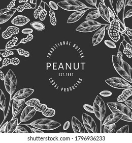 Hand drawn peanut branch and kernels design template. Organic food vector illustration on chalk board. Retro nut illustration. Engraved style botanical picture.