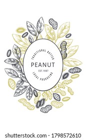 Hand drawn peanut branch and kernels design template. Organic food vector illustration on white background. Retro nut background. Engraved style botanical picture.