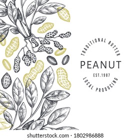 Hand drawn peanut branch and kernels design template. Organic food vector illustration on white background. Retro nut background. Engraved style botanical picture.