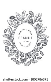 Hand drawn peanut branch and kernels design template. Organic food vector illustration on white background. Retro nut background. Engraved style botanical picture.