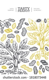Hand drawn peanut branch and kernels design template. Organic food vector illustration on white background. Retro nut background. Engraved style botanical picture.