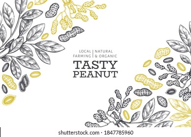 Hand drawn peanut branch and kernels design template. Organic food vector illustration on white background. Retro nut background. Engraved style botanical picture.