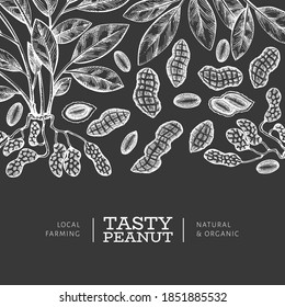 Hand drawn peanut branch and kernels design template. Organic food vector illustration on chalk board. Retro nut illustration. Engraved style botanical picture.