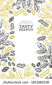 Hand drawn peanut branch and kernels design template. Organic food vector illustration on white background. Retro nut background. Engraved style botanical picture.