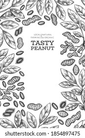 Plantilla de diseño de ramas de cacahuete dibujadas a mano y núcleos. Ilustración vectorial de alimentos orgánicos sobre fondo blanco. Fondo de tuerca retro. Imagen botánica de estilo grabado.