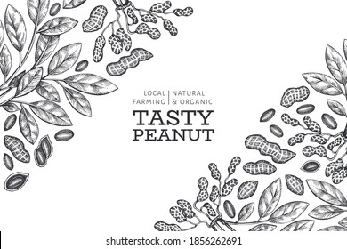 Hand drawn peanut branch and kernels design template. Organic food vector illustration on white background. Retro nut background. Engraved style botanical picture.