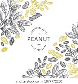 Plantilla de diseño de ramas de cacahuete dibujadas a mano y núcleos. Ilustración vectorial de alimentos orgánicos sobre fondo blanco. Fondo de tuerca retro. Imagen botánica de estilo grabado.