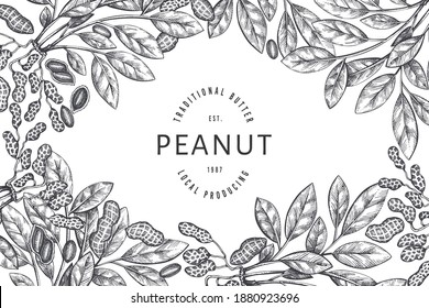 Hand drawn peanut branch and kernels design template. Organic food vector illustration on white background. Retro nut background. Engraved style botanical picture.