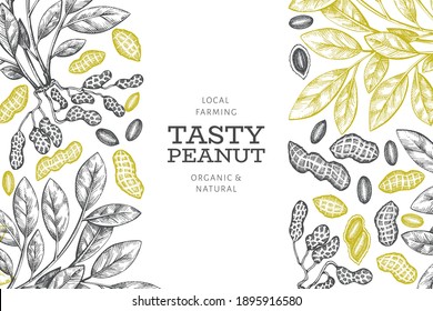 Hand drawn peanut branch and kernels design template. Organic food vector illustration on white background. Retro nut background. Engraved style botanical picture.