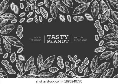 Hand drawn peanut branch and kernels design template. Organic food vector illustration on chalk board. Retro nut illustration. Engraved style botanical picture.