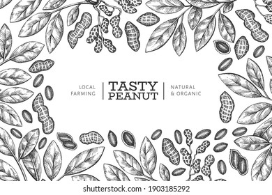 Hand drawn peanut branch and kernels design template. Organic food vector illustration on white background. Retro nut background. Engraved style botanical picture.