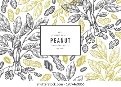 Hand drawn peanut branch and kernels design template. Organic food vector illustration on white background. Retro nut background. Engraved style botanical picture.