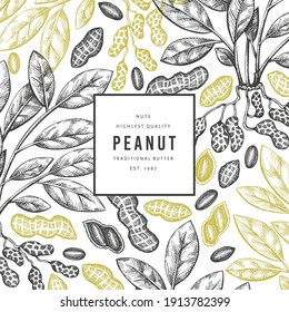 Hand drawn peanut branch and kernels design template. Organic food vector illustration on white background. Retro nut background. Engraved style botanical picture.