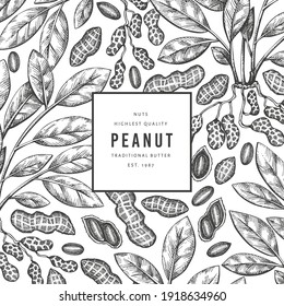 Hand drawn peanut branch and kernels design template. Organic food vector illustration on white background. Retro nut background. Engraved style botanical picture.