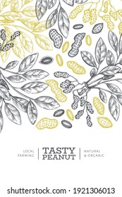 Hand drawn peanut branch and kernels design template. Organic food vector illustration on white background. Retro nut background. Engraved style botanical picture.