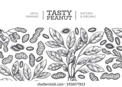 Hand drawn peanut branch and kernels design template. Organic food vector illustration on white background. Retro nut background. Engraved style botanical picture.