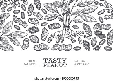 Hand drawn peanut branch and kernels design template. Organic food vector illustration on white background. Retro nut background. Engraved style botanical picture.