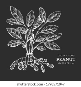 Hand drawn peanut bunch and kernels. Organic food vector illustration on chalk board. Retro nut illustration. Engraved style botanical picture.