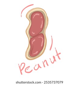 Hand drawn peanut illustration. The peanut has a brown outer shell and two reddish brown peanuts inside.