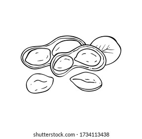 Hand drawn peanut images isolated on white background. Ink sketch of nuts. Vector illustration. Peanuts, nuts in shell and  leaf. 