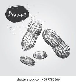 Hand drawn peanut isolated on white background. Nuts sketch in style, vector illustrator.