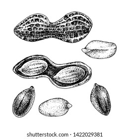 Hand drawn peanut set. Vector illustration
