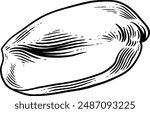 Hand drawn Peanut Sketch Illustration