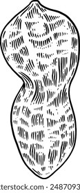 Hand drawn Peanut Sketch Illustration