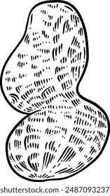 Hand drawn Peanut Sketch Illustration