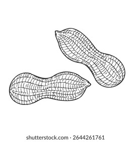 Hand drawn Peanut Sketch Illustration