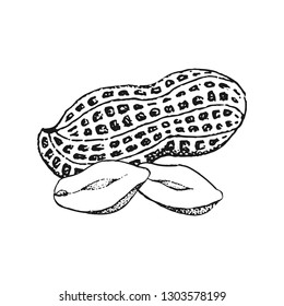Hand drawn peanut vector illustration isolated on white background.