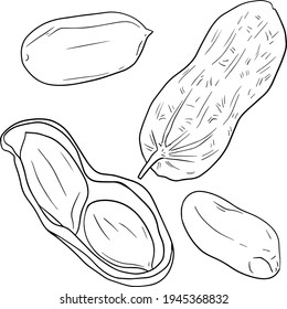 Hand drawn Peanut vector illustration. Peanut. Use for cosmetic products or food. Sketch style vector organic food illustration.
