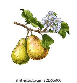 Hand drawn pear branch with flowers and fruits. Vector illustration isolated on white background.