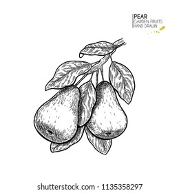 Hand drawn pear branch. Vector engraved illustration. Juicy natural fruit. Food healthy ingredient. For cooking, cosmetic package design, medicinal herb, treating, healt care.