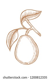 Hand drawn pear branch. Vector engraved illustration. Juicy natural fruit. Food healthy ingredient. For cooking, cosmetic package design, medicinal herb, treating, healt care.