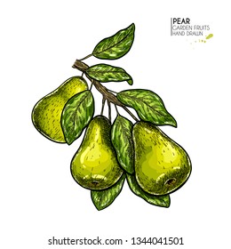 Hand drawn pear branch. Vector colored engraved illustration. Juicy natural fruit. Food healthy ingredient. For cooking, cosmetic package design, medicinal herb, treating, health care.