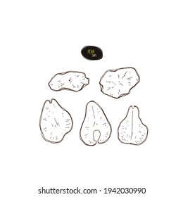 Handgezogene Birnenkapseln. Gesunde Snacks. Vektorgrafik im Skizzenstil.