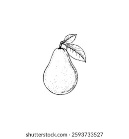 Hand drawn pear fruits. Engraving style black and white on white backgrounds. Vector