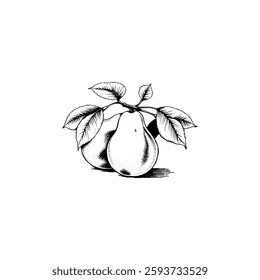 Hand drawn pear fruits. Engraving style black and white on white backgrounds. Vector