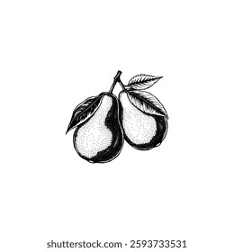 Hand drawn pear fruits. Engraving style black and white on white backgrounds. Vector