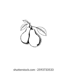 Hand drawn pear fruits. Engraving style black and white on white backgrounds. Vector