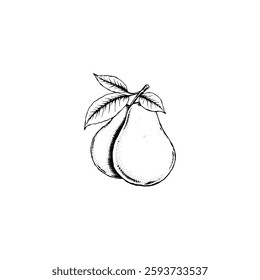 Hand drawn pear fruits. Engraving style black and white on white backgrounds. Vector