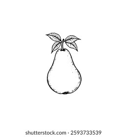 Hand drawn pear fruits. Engraving style black and white on white backgrounds. Vector