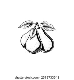 Hand drawn pear fruits. Engraving style black and white on white backgrounds. Vector