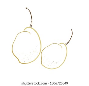 hand drawn pear illustration design graphic