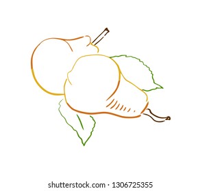 hand drawn pear illustration design graphic